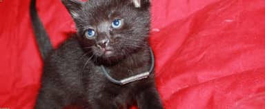 814254327_test_media_1517x626.jpg